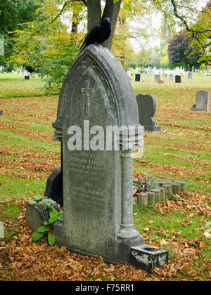 Un rook seduto su una lapide in un cimitero Foto Stock