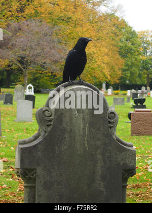 Un rook seduto su una lapide in un cimitero Foto Stock