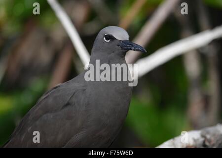 Il gabbiano di lava (Leucophaeus fuliginosus), noto anche come il gabbiano dusky, una specie vulnerabili si trovano solo su le Isole Galapagos. Foto Stock