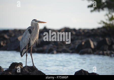 Un Airone blu (Ardea erodiade) significa che si affacciano su una laguna al Black Turtle Cove, Isla Santa Cruz, delle Isole Galapagos. Foto Stock