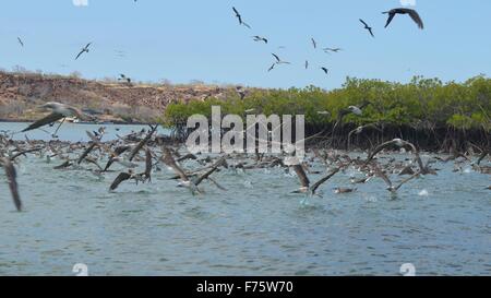 Branchi di Blue footed Booby dive per il pesce in Ithabaca Canal, off Isla Santa Cruz in isole Galapagos Foto Stock