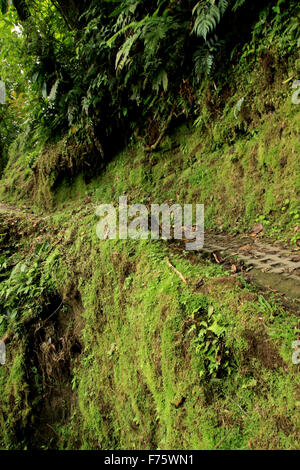 Escursioni a piedi attraverso la foresta pluviale al Arenal Observatory Lodge in La Fortuna, Costa Rica Foto Stock