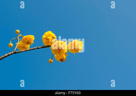 Giallo Cotton Tree oltre il cielo blu ( Cochlospermum religiosum Alston ) Foto Stock