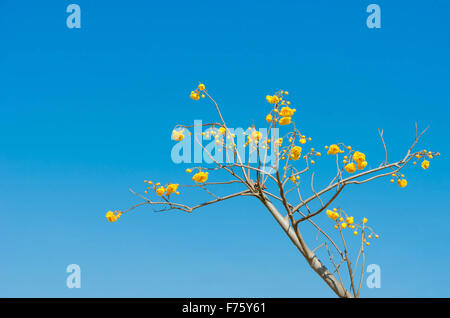 Giallo Cotton Tree oltre il cielo blu ( Cochlospermum religiosum Alston ) Foto Stock