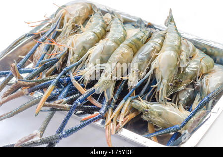 Gambero blu è pronto per grigliare ( MACROBRACHIUM ROSENBERGII ) Foto Stock