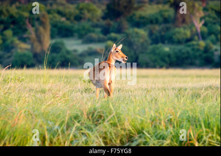 Kasane Botswana - Chobe National Park Red Lechwe (Kobus leche) Foto Stock