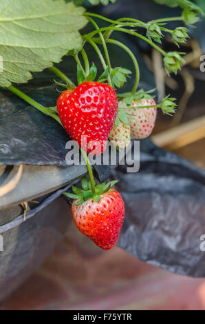 Fragole fresche piante già maturi per la mietitura Foto Stock