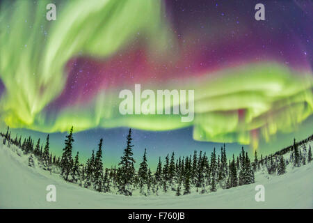 L'aurora boreale, la Northern Lights on Feb 21, 2015, da tne Churchill nord del Centro Studi, Churchill, Manitoba, questo Foto Stock