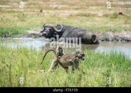 Kasane Botswana - Parco Nazionale Chobe Chacma babbuini (Papio ursinus) e bufali (Syncerus caffer) Foto Stock