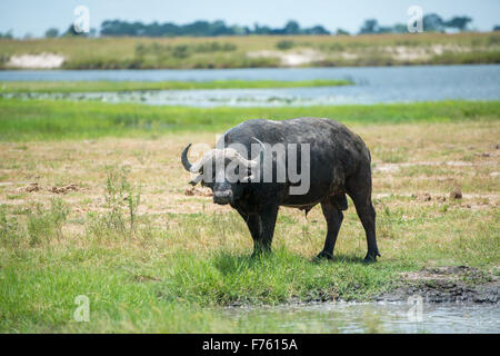 Kasane Botswana - Chobe National Park Cape Buffalo (Syncerus caffer) Foto Stock