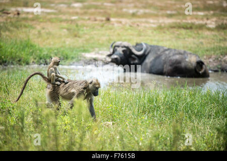 Kasane Botswana - Parco Nazionale Chobe Chacma babbuini (Papio ursinus) e bufali (Syncerus caffer) Foto Stock