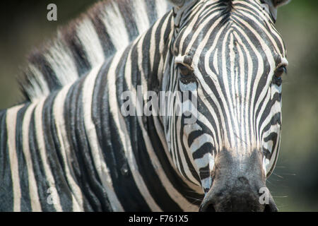 Sud Africa - Parco Nazionale Kruger Zebra (Equus burchellii)