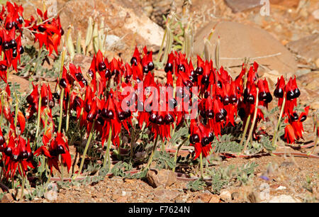 Massa di vividi fiori rosso di Sturt deserto del pisello, Swainsona formosa, Australian fiori selvatici che crescono in Flinders Ranges in outback SA Foto Stock