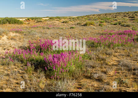 Fasce di vivid magenta / viola di Fiori & Foglie verdi di Swainsona campylantha, fiori selvatici che crescono in outback Australia Foto Stock