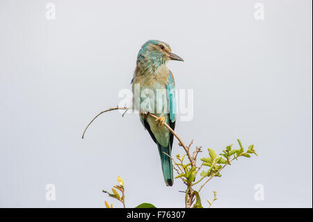 Sud Africa - Parco Nazionale di Kruger rullo europea (Coracias caudatus) Foto Stock