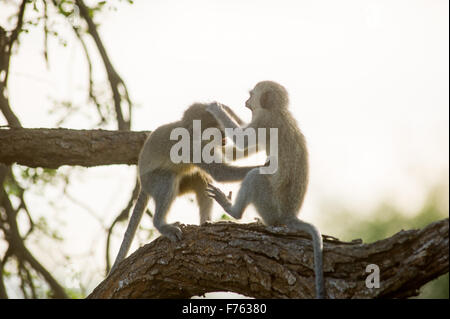 Sud Africa - Parco Nazionale Kruger Vervet Monkey (Chlorocebus pygerythrus) Foto Stock