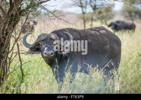 Sud Africa - Parco Nazionale Kruger Cape Buffalo (Syncerus caffer) Foto Stock