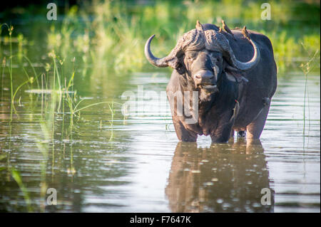 Parco Nazionale di Kruger, Sud Africa - African buffalo o bufali (Syncerus caffer) rosso-fatturati oxpecker (Buphagus erythrorhyn Foto Stock