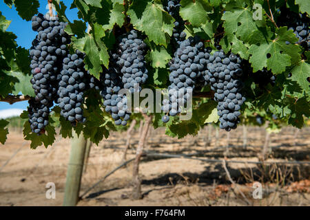 Sud Africa - dettaglio della viticoltura in vigna. Foto Stock