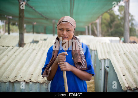 Sud Africa- donna africana lavorando su Dairy Farm. Foto Stock