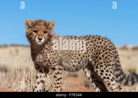 Basso angolo di un ghepardo cub nel Kgalagadi Parco transfrontaliero Foto Stock