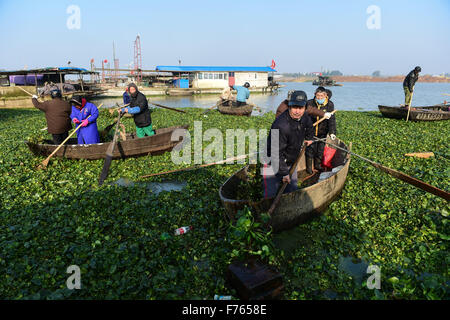 Hefei, cinese della provincia di Anhui. 26 Nov, 2015. Pescatori di ripulire il lago Chaohu a Hefei, Cina orientale della provincia di Anhui, nov. 26, 2015. © Du Yu/Xinhua/Alamy Live News Foto Stock