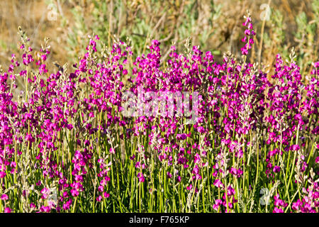 Cluster di vivid magenta / viola di Fiori & Foglie verdi di Swainsona campylantha, fiori selvatici che crescono in outback Australia Foto Stock