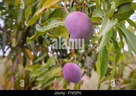 Sud Africa- Palmer (mango) crescente su albero Foto Stock