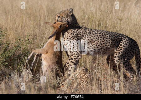 Ghepardo che trasportano una femmina steenbok che lei ha appena pescato nel Kgalagadi Parco transfrontaliero Foto Stock