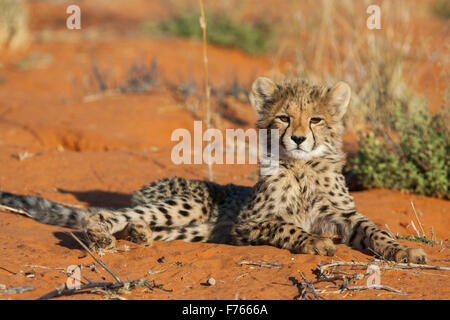 Cheetah cub sdraiato con la sua testa in alto su di una duna di sabbia nel Kgalagadi Parco transfrontaliero Foto Stock