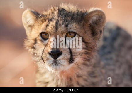 Ritratto di un ghepardo cub nel Kgalagadi Parco transfrontaliero Foto Stock