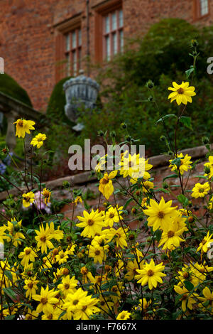 Fiori gialli che cresce in giardino sotto le frontiere Powis Castle vicino a Welshpool in Powys mid Wales UK Foto Stock