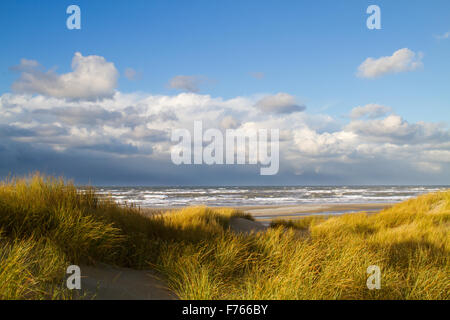 Marram europea erba noto anche come Unione beachgrass (Ammophila arenaria) sulle dune in cadono le foglie la colorazione giallo Foto Stock
