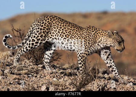 Leopard camminare su un suolo pietroso patch su una collina nel Kgalagadi Parco transfrontaliero Foto Stock