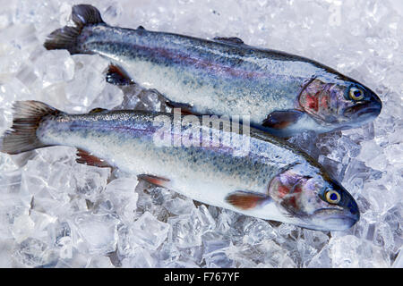 Tutto il pesce fresco trota su ghiaccio Foto Stock