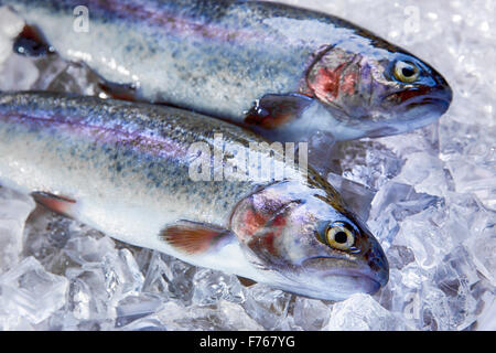 Tutto il pesce fresco trota su ghiaccio Foto Stock