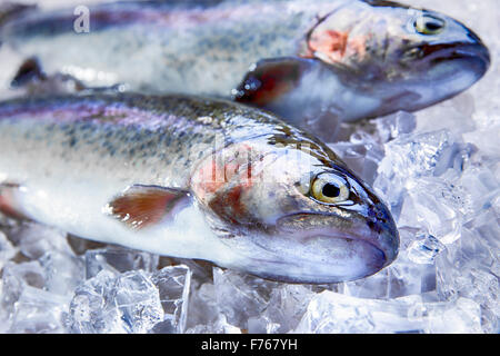 Tutto il pesce fresco trota su ghiaccio Foto Stock