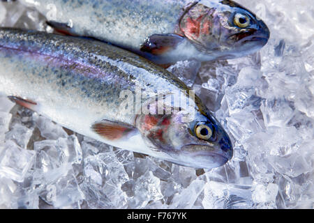 Tutto il pesce fresco trota su ghiaccio Foto Stock