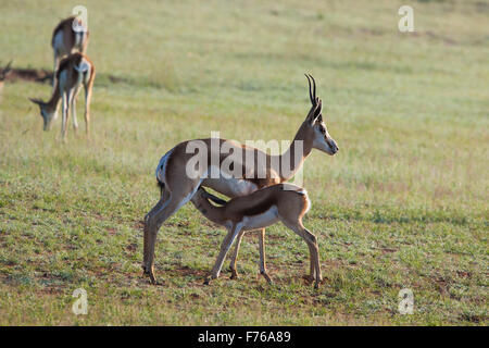 Springbok agnello lattante da sua madre nel Kgalagadi Parco transfrontaliero Foto Stock