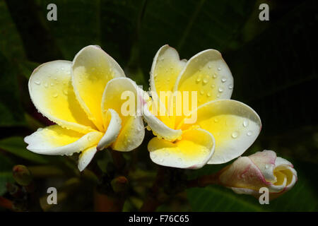 Plumeria rubra flower, nosegay, frangipani, champa flower, trivandrum, kerala, india, asia Foto Stock