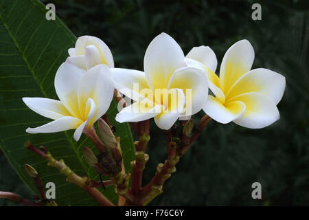 Plumeria rubra flower, nosegay, frangipani, champa flower, trivandrum, kerala, india, asia Foto Stock