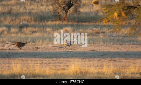 Cheetah rincorrere un springbok nel Kgalagadi Parco transfrontaliero Foto Stock