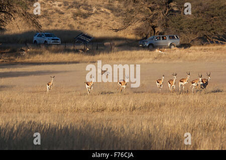 I visitatori del Kgalagadi Parco transfrontaliero la visione di un ghepardo caccia springbok Foto Stock