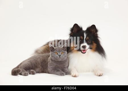 British Shorthair e razza cane (Spitz croce)|Britisch Kurzhaar und Mischlingshund (Kleinspitzmischling) Foto Stock
