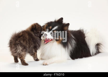 Razza cane (Spitz croce) e Miniatura Spitz tedesco, cucciolo, 12 settimane|Mischlingshund (Kleinspitzmischling) und Kleinspitz, W Foto Stock