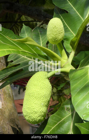 L'albero del pane albero, Trivandrum, Kerala, India, Asia Foto Stock