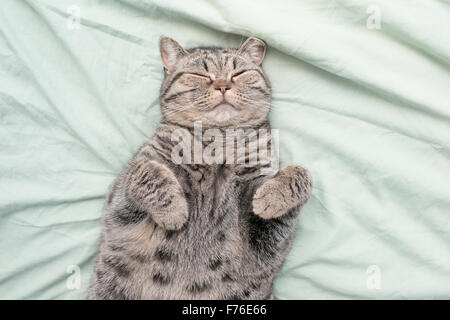 British Shorthair Gatto sdraiato sulla sua schiena nel letto, appoggiato con gli occhi chiusi. Foto Stock