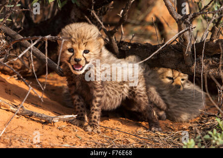 Cheetah cubs vicino ad un albero su di una duna di sabbia nel Kgalagadi Parco transfrontaliero Foto Stock