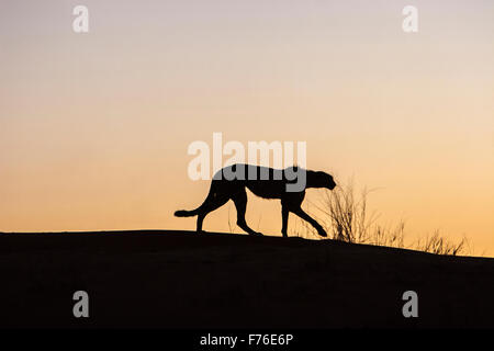 Un ghepardo stagliano sulla cima di una duna nel Kgalagadi Parco transfrontaliero Foto Stock