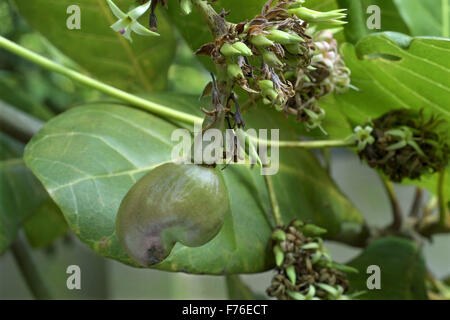 Albero di frutta di anacardi, albero di anacardi, albero di noci di anacardi, Trivandrum, Kerala, India, Asia Foto Stock